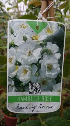 Rambling Rector