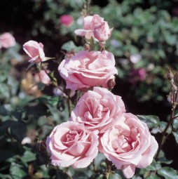 The Queen Elizabeth Rose®