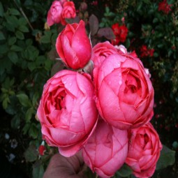 Gartenprinzessin Marie-Jose®